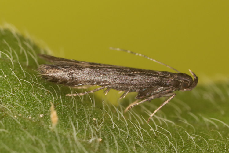 Gelechiidae sp2: Bild 2
