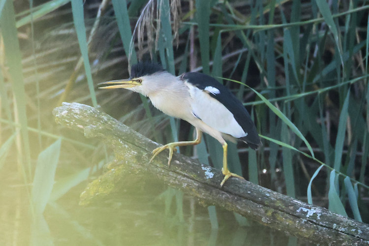 Botaurus minutus: Bild 2