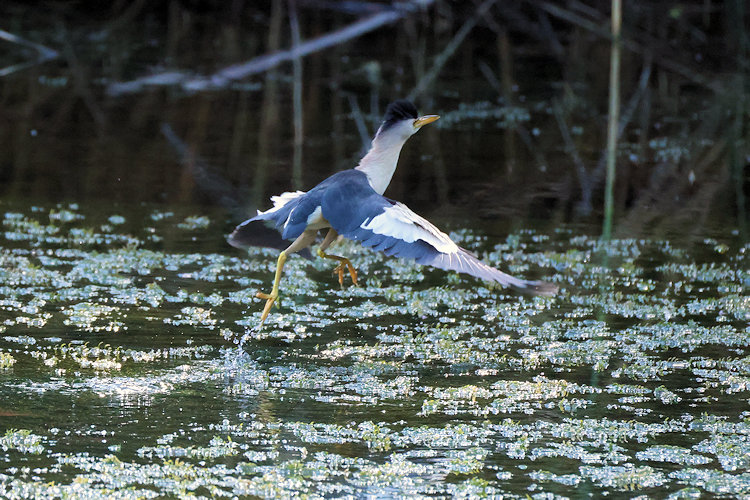 Botaurus minutus: Bild 4