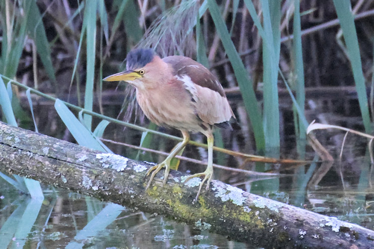 Botaurus minutus: Bild 5
