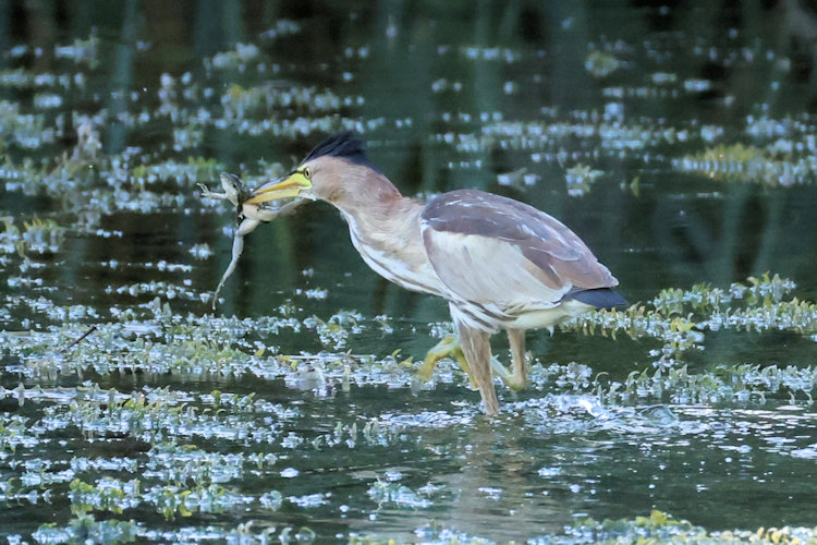 Botaurus minutus: Bild 7