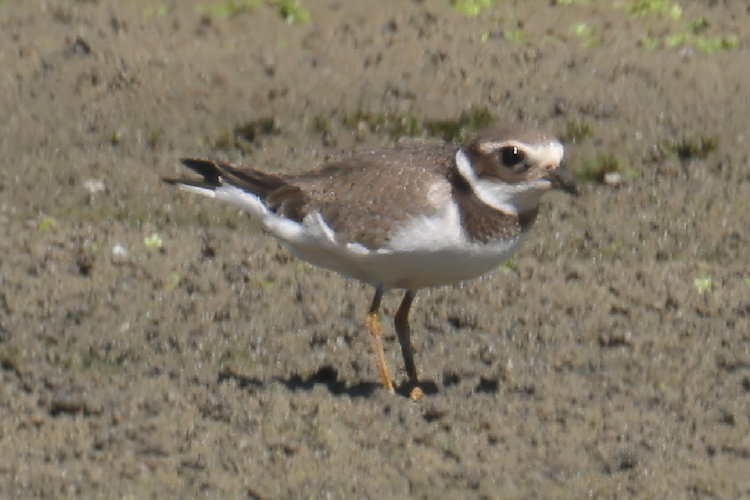 Charadrius hiaticula: Bild 31