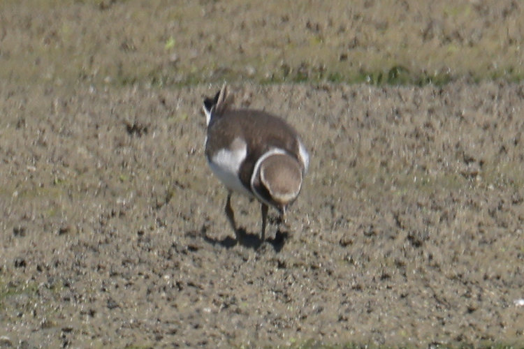 Charadrius hiaticula: Bild 32