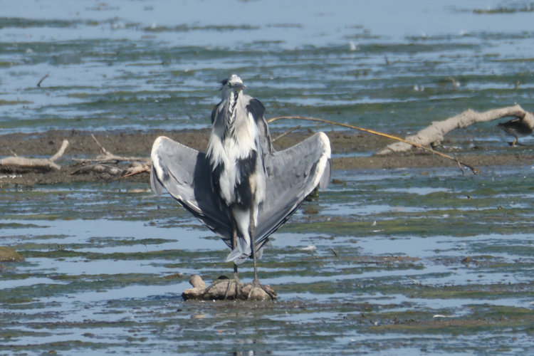 Ardea cinerea: Bild 25