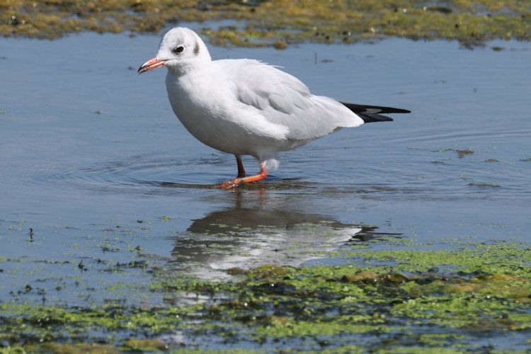 Chroicocephalus ridibundus: Bild 22