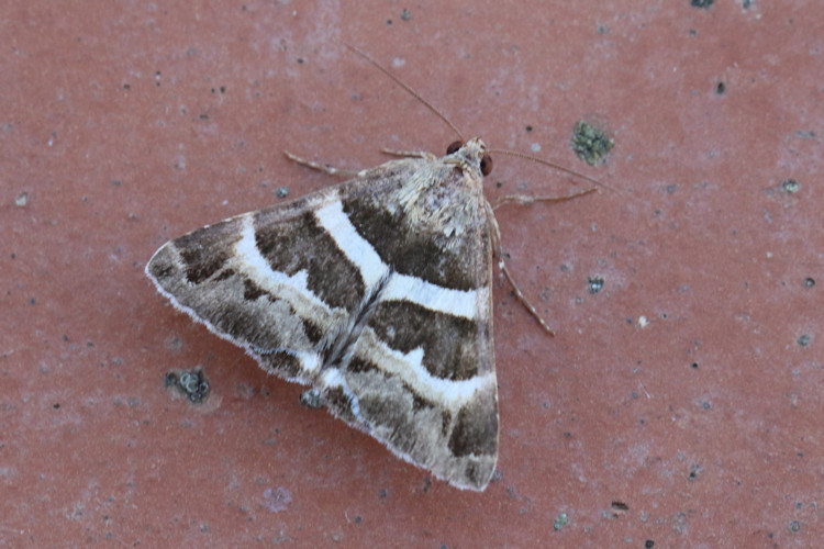 Grammodes stolida: Bild 7
