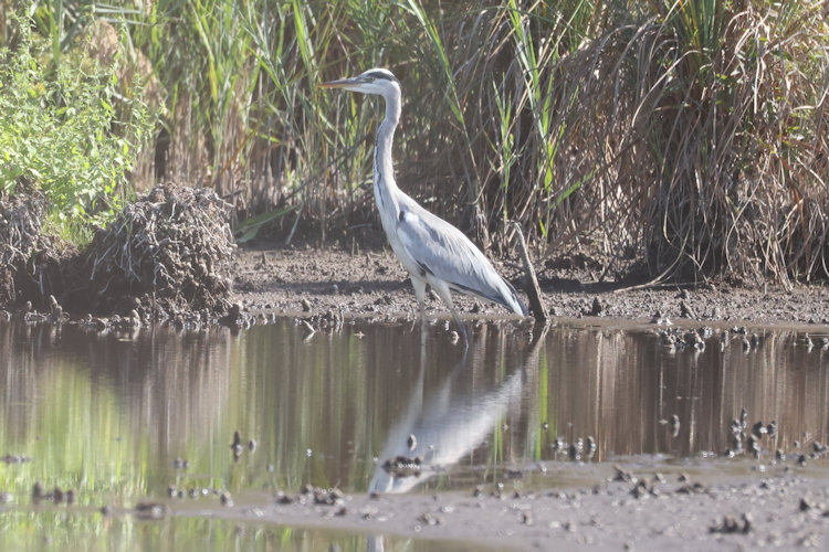 Ardea cinerea: Bild 26