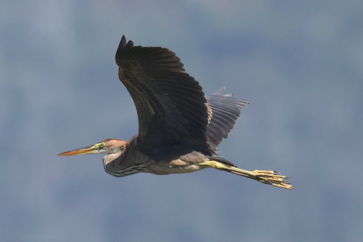Ardea purpurea: Bild 10
