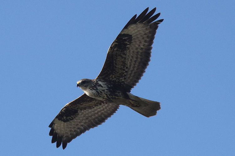 Buteo buteo: Bild 14
