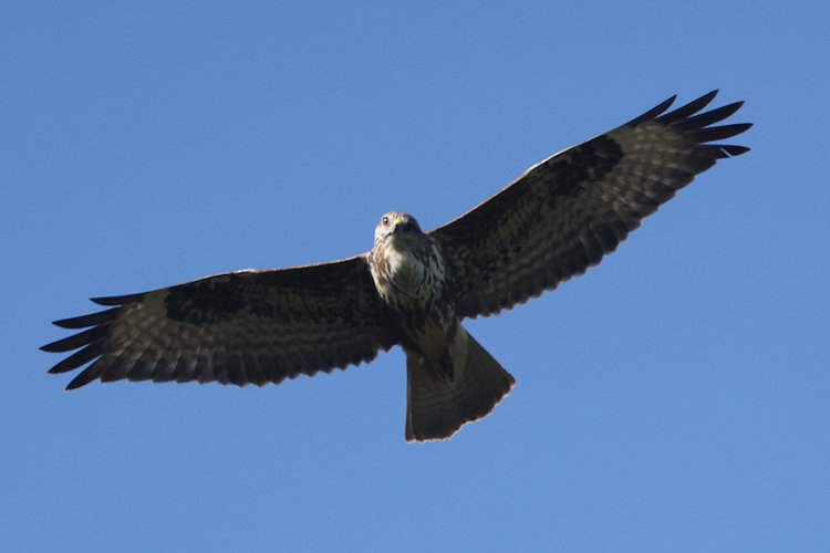 Buteo buteo: Bild 15