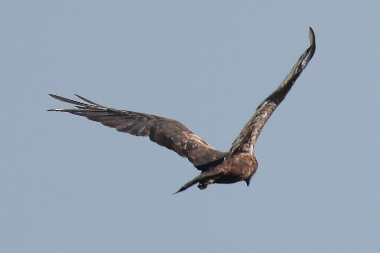 Circus aeruginosus: Bild 6
