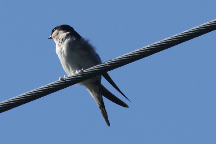 Delichon urbicum: Bild 10