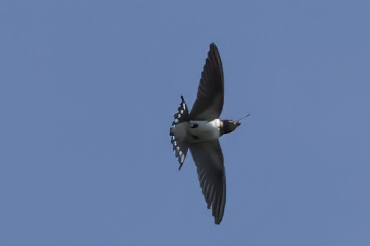 Hirundo rustica: Bild 27