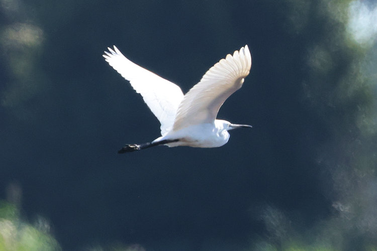 Egretta garzetta: Bild 23
