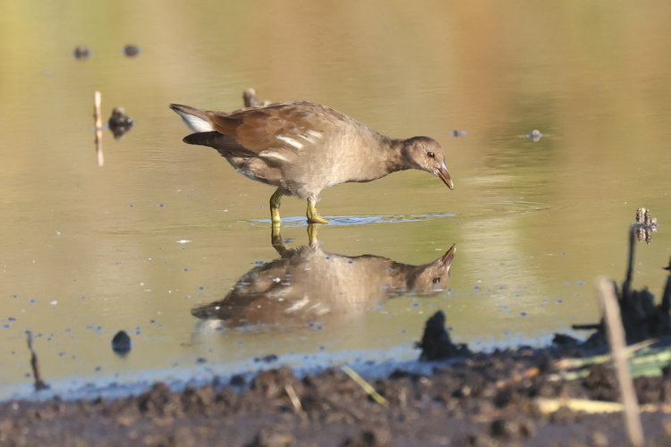 Gallinula chloropus: Bild 23