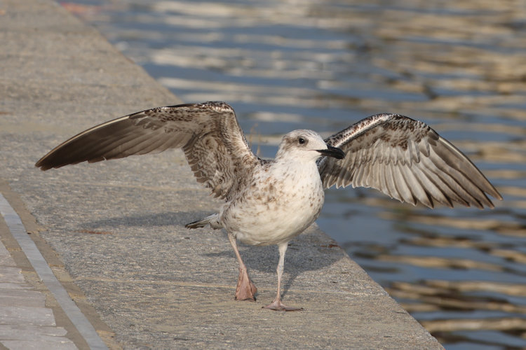 Larus michahellis: Bild 8