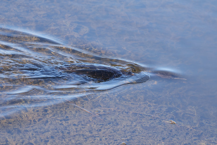 Microcarbo pygmaeus: Bild 6