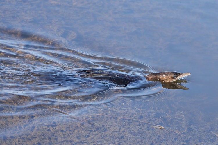 Microcarbo pygmaeus: Bild 7