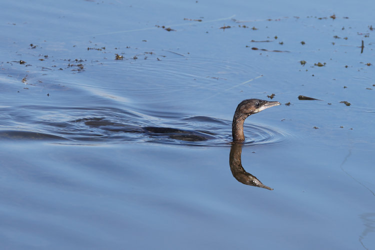 Microcarbo pygmaeus: Bild 9