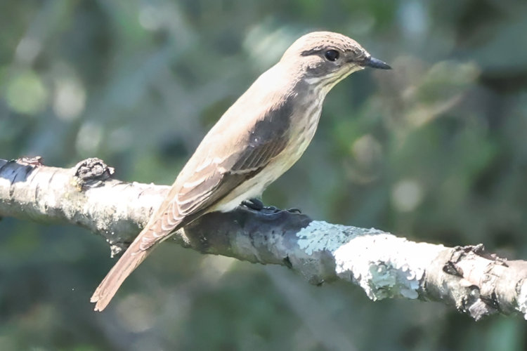 Muscicapa striata: Bild 8