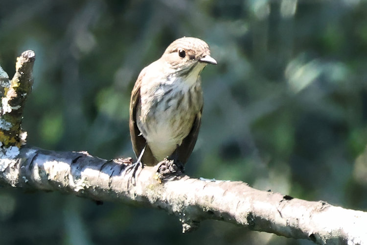 Muscicapa striata: Bild 9
