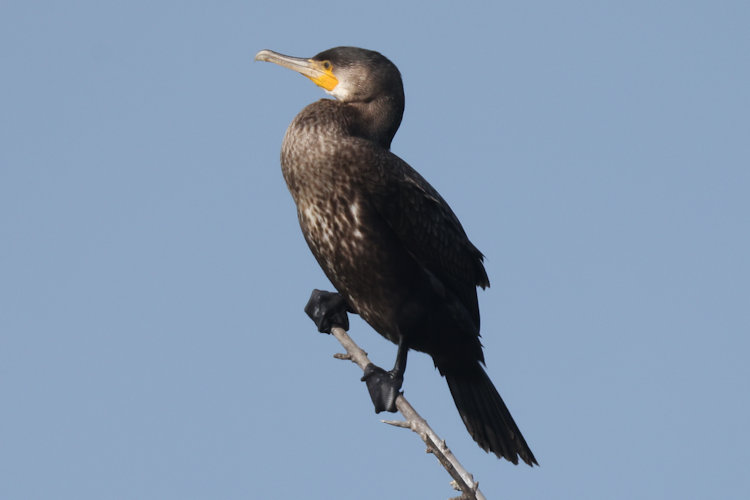 Phalacrocorax carbo: Bild 22