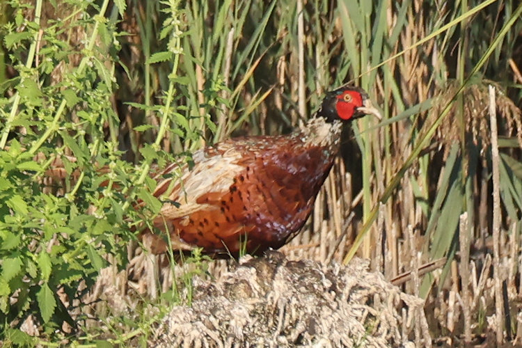 Phasianus colchicus: Bild 10