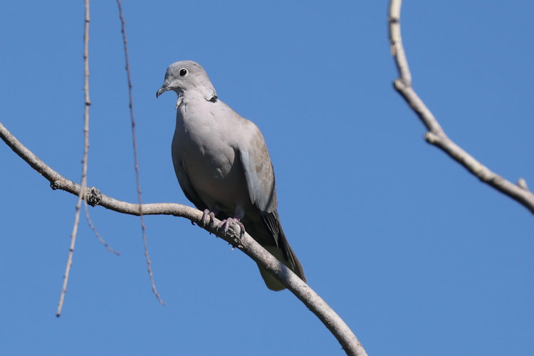 Streptopelia decaocto: Bild 10