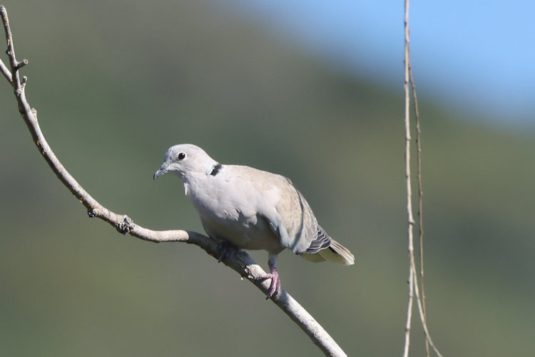 Streptopelia decaocto: Bild 11