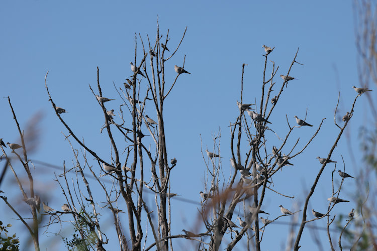 Streptopelia decaocto: Bild 13