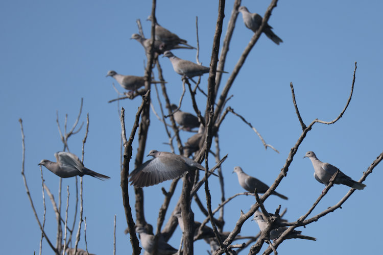 Streptopelia decaocto: Bild 14
