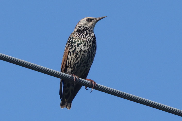 Sturnus vulgaris: Bild 8