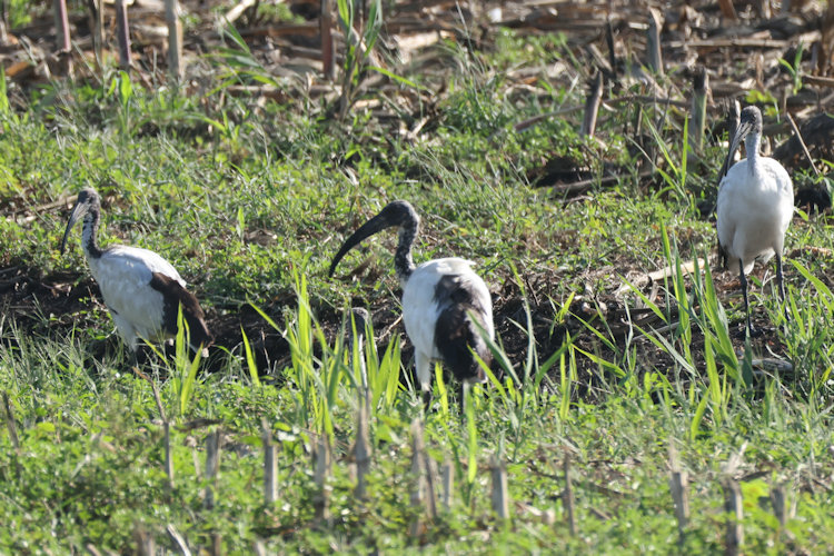 Threskiornis aethiopicus: Bild 7