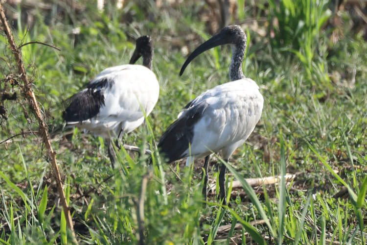 Threskiornis aethiopicus: Bild 8