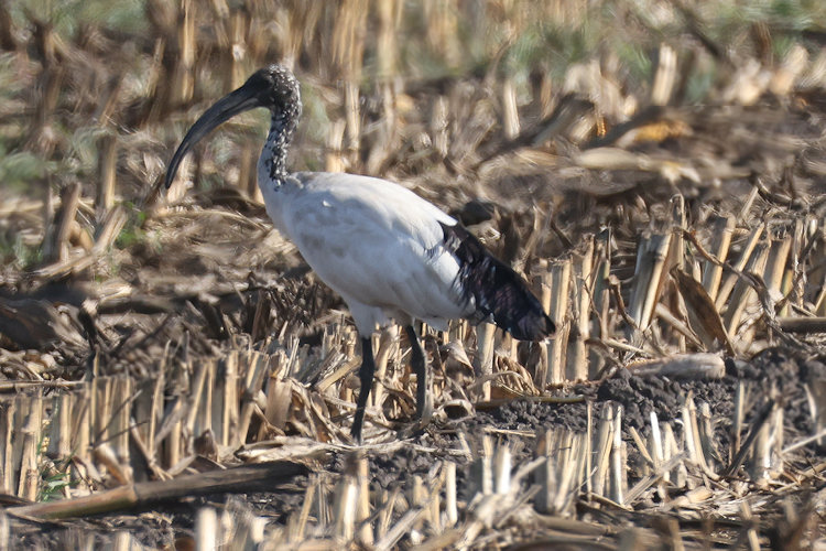 Threskiornis aethiopicus: Bild 9