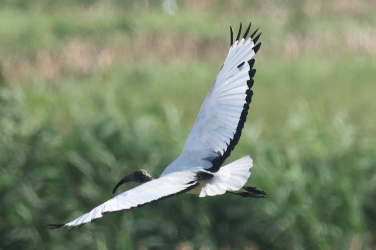 Threskiornis aethiopicus: Bild 10
