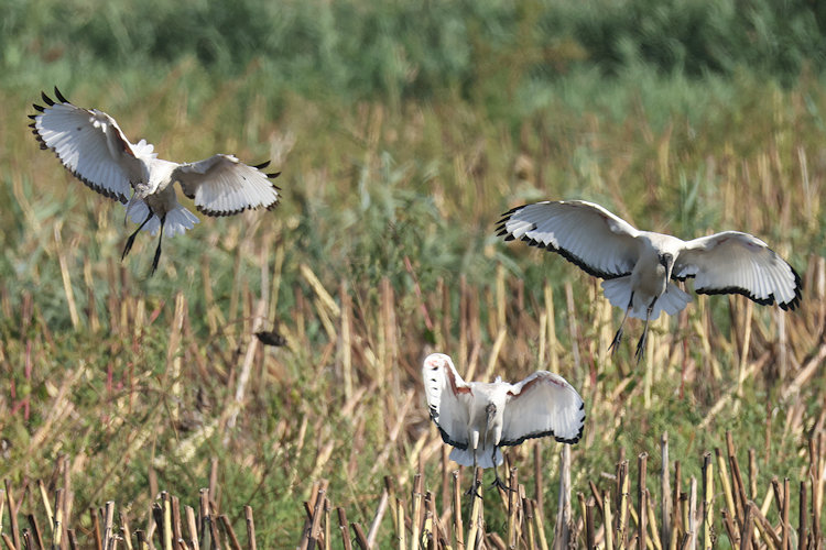 Threskiornis aethiopicus: Bild 11