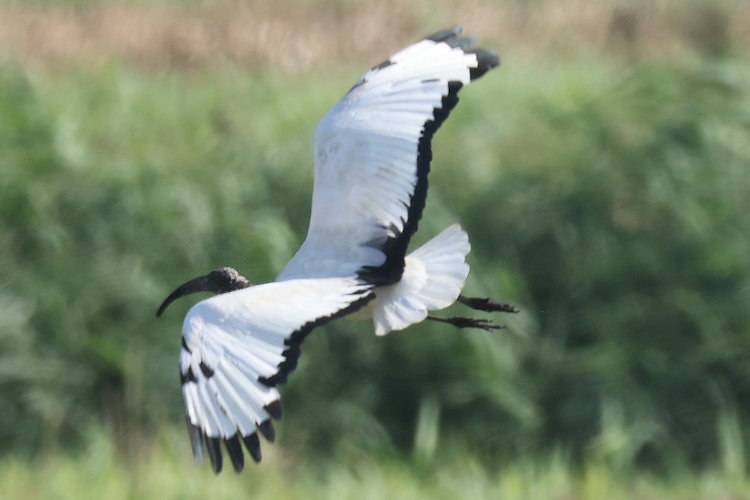 Threskiornis aethiopicus: Bild 12