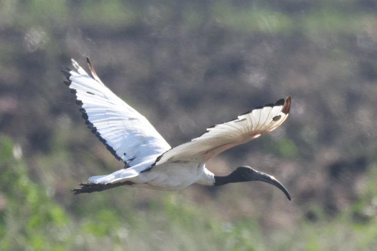 Threskiornis aethiopicus: Bild 13