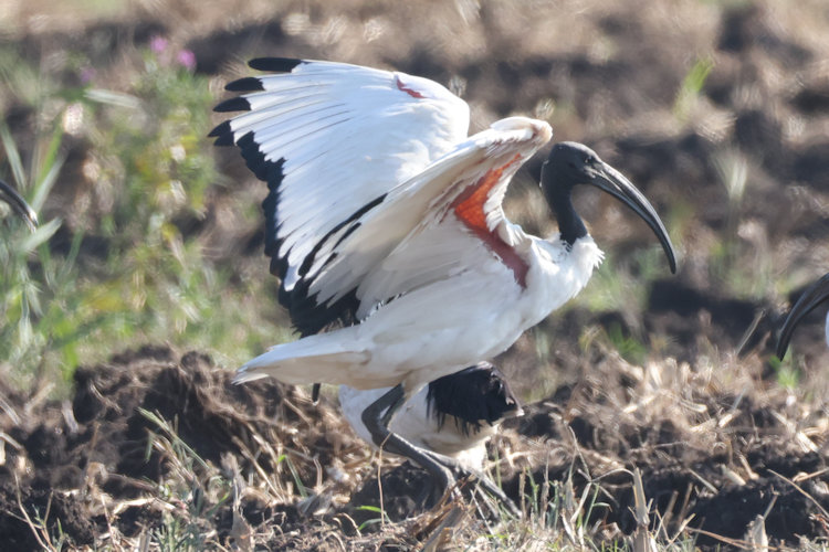 Threskiornis aethiopicus: Bild 14