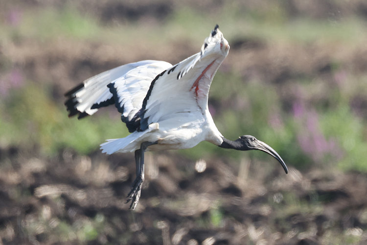 Threskiornis aethiopicus: Bild 15