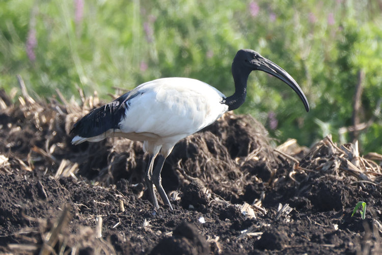 Threskiornis aethiopicus: Bild 16