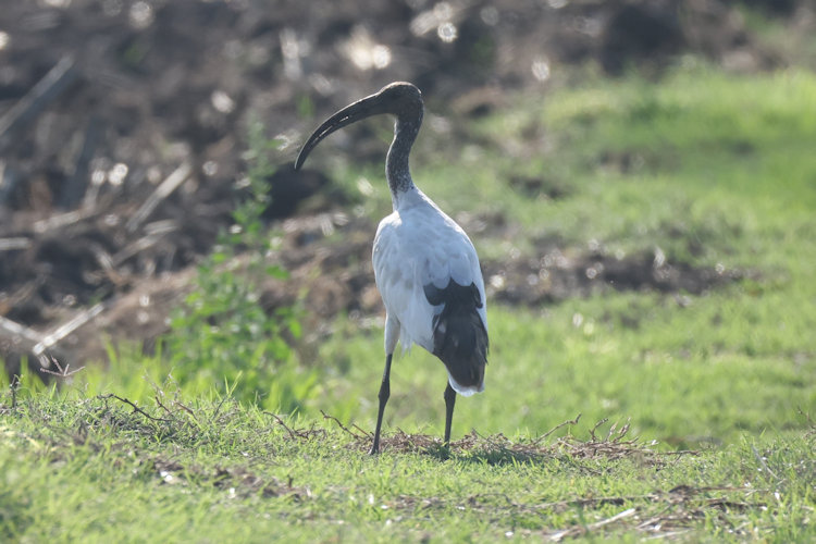 Threskiornis aethiopicus: Bild 17