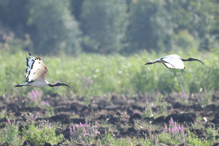 Threskiornis aethiopicus: Bild 18