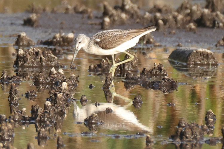 Tringa nebularia: Bild 26