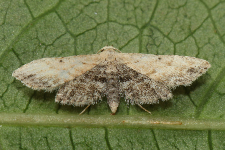Araeopteron ecphaea: Bild 1