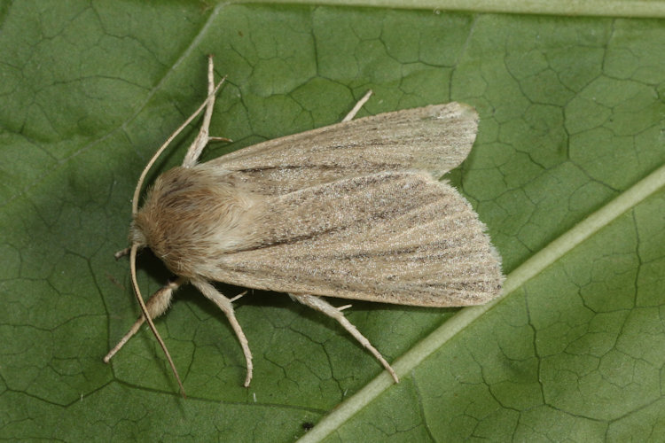 Simyra albovenosa: Bild 2
