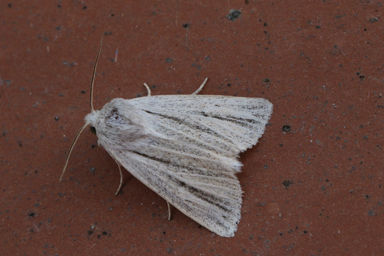 Simyra albovenosa: Bild 7