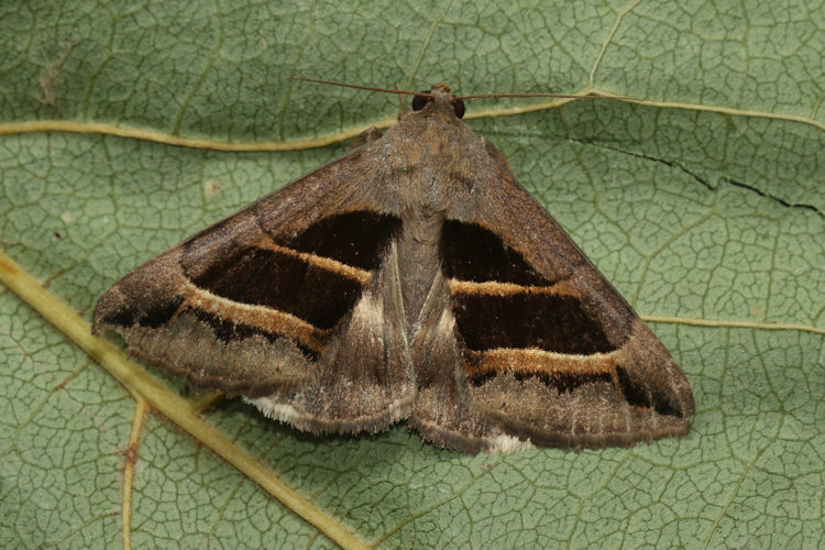 Grammodes bifasciata: Bild 5