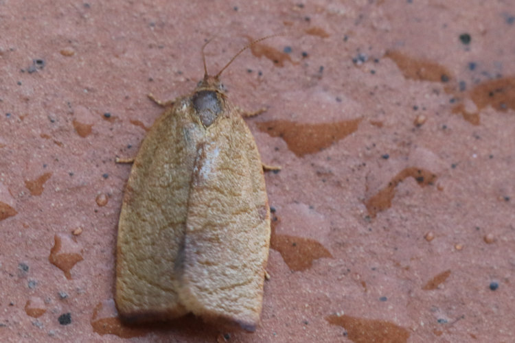 Cacoecimorpha pronubana: Bild 6